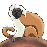Monkey Tamarin Sticker GIF