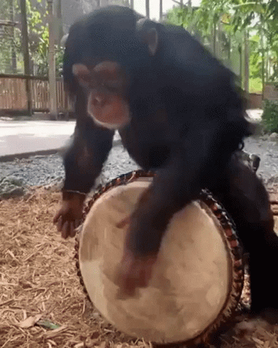 Monkey Tapping Drum GIF