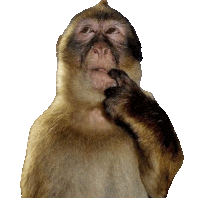 Monkey Thinking Meme Monkey Thinking Sticker Sticker GIF