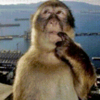Monkey Thinking Money Gif GIF