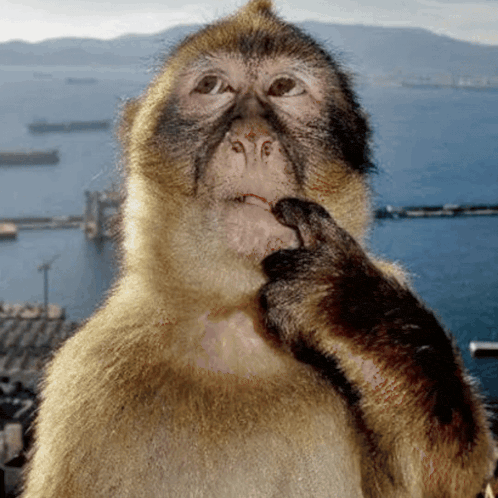 Monkey Thinking Monkey Meme Gif GIF