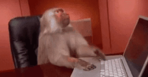 Monkey Typing on Laptop