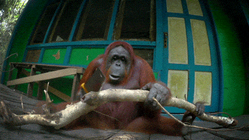 Monkey Uses Saw Cutting Wood GIF