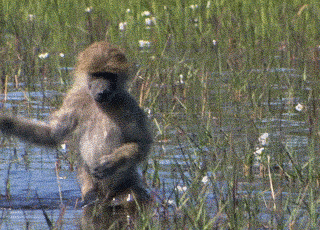 Monkey Walking On River GIF