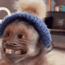 Monkey Wearing Blue Hat Smiling