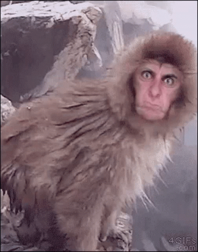 Monkey Wearing Fur Hood Making Funny Face GIF