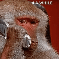 Monkey Wearing Headphones 4 A While GIF
