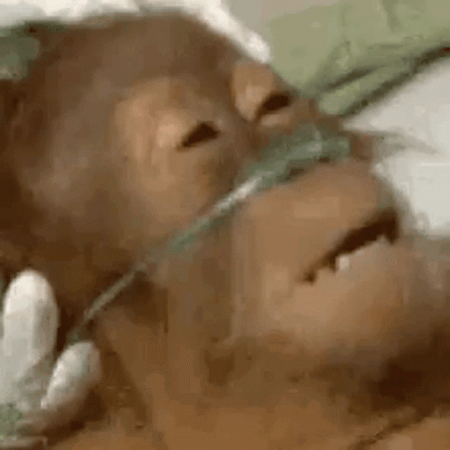 Monkey Wearing Oxygen Mask