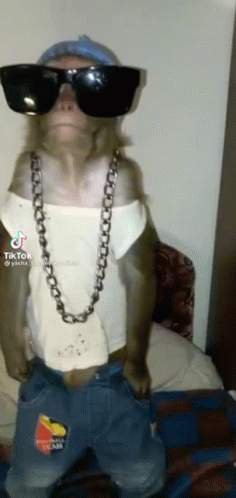 Monkey Wearing Sunglasses and Necklace Standing on Bed