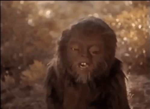 Monkey With Beard Looking At Camera GIF