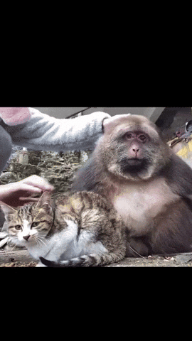 Monkey With Bonne Nuit Mon Petit Singe Je T'Aime