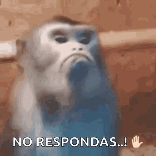 Monkey With Hand Up Saying No Respondas