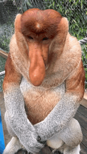 Monkey with Large Nose