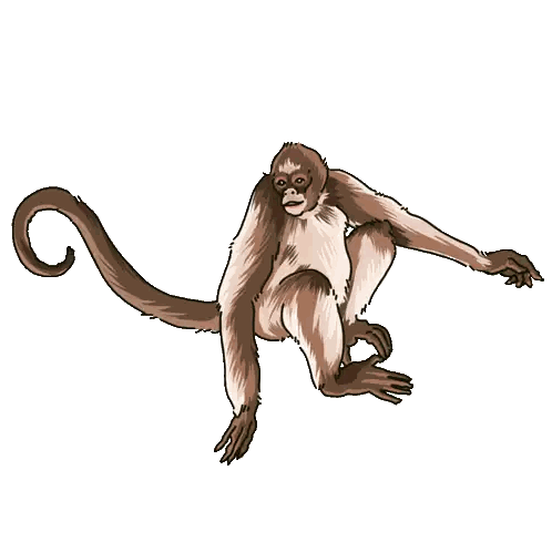 Monkey with Long Tail Sitting