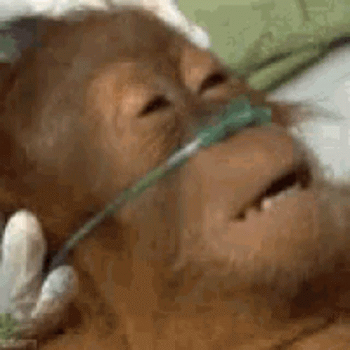 Monkey With Oxygen Tube in Nose