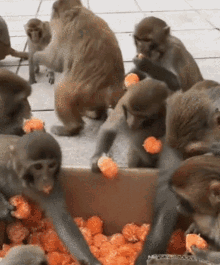 Monkeys Eating Orange Fruit GIF