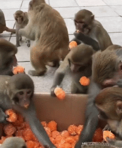 Monkeys Grabbing Orange Fruits GIF