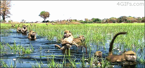 Monkeys Hurry Up Passing Through River GIF