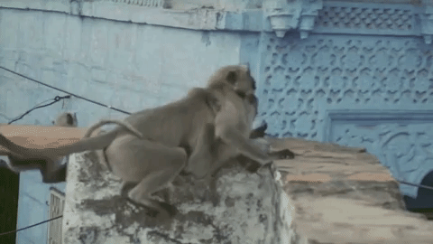 Monkeys Looking For Food In Monsoon Season GIF