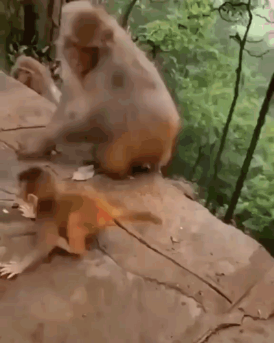 Monkeys Playing With Food on Ground