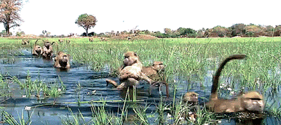 Monkeys River Swimming GIF