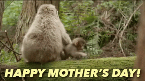 Monkeys Sitting on Log Happy Mothers Day
