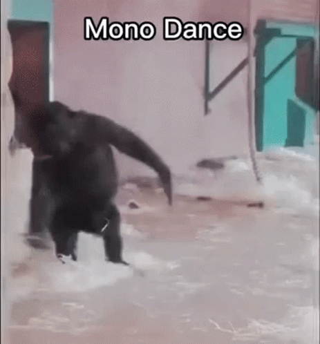 Mono Dance Spinning Baby Monkey GIF