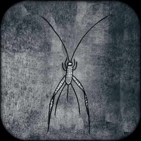 Monochromatic Slender Crickets GIF
