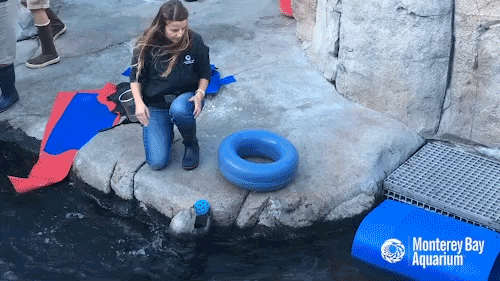 Monterey Bay Aquarium Seal Score GIF