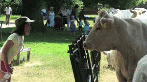 Moo Being Teased By A Kid GIF