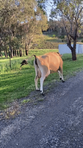 Moo Having A Cheerful Day GIF