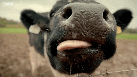 Moo Licks The Cam GIF