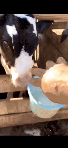 Moo Milk Feast GIF