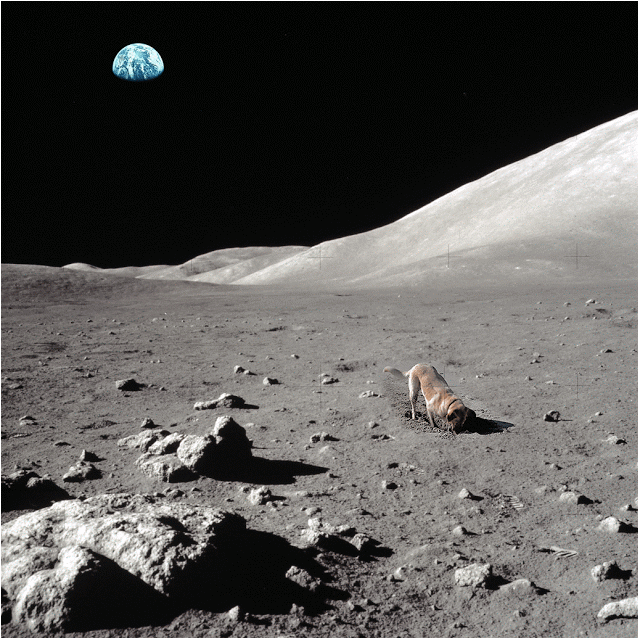 Moon Dog Digging GIF