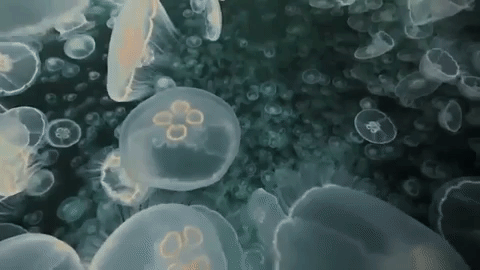 Moon Jellyfish Floating GIF