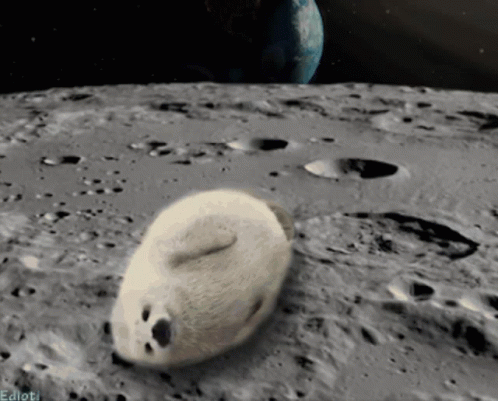 Moon Seal Cuddle GIF
