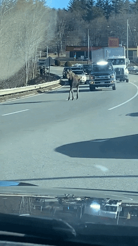 Moose Walking In The Highway GIF