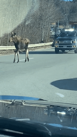 Moose 270 X 480 Gif GIF