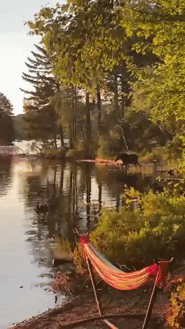 Moose Taking A Dip In The Pond GIF