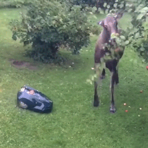 Moose Stop The Lawn Mower GIF