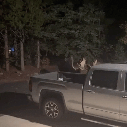 Moose Jumping In The Car GIF