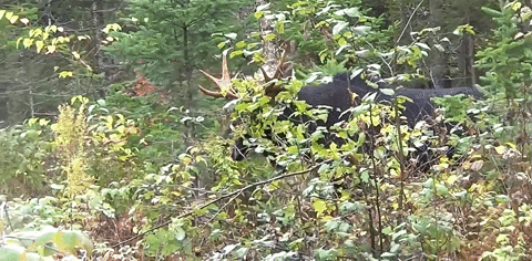 Moose Enjoying Grass GIF