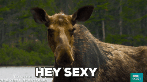 Moose Hey Sexy GIF