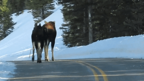 Moose Strolling On The Road GIF