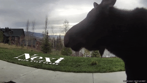 Moose Chewing Caught In Cctv GIF