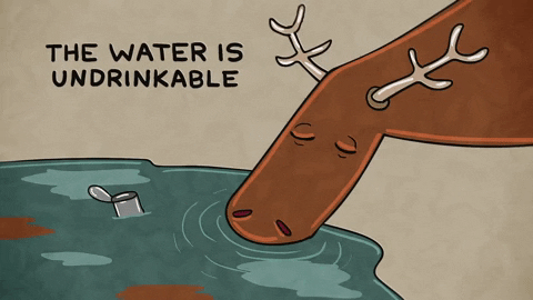 Moose The Water Is Undrinkable GIF