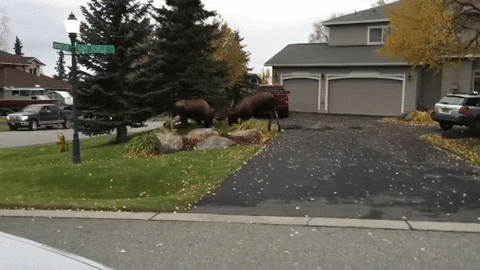 Angry Moose Fighting GIF