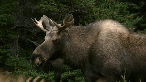 Moose Watchful Gaze GIF