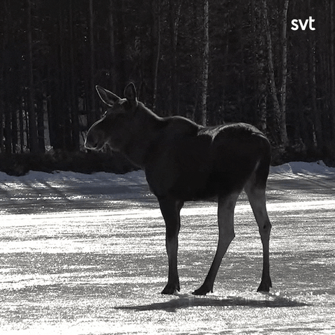 Moose Falls In The Hole GIF