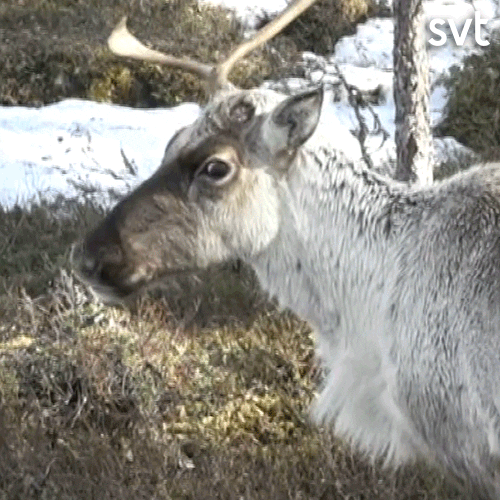 Startled Moose With Widened Eyes GIF